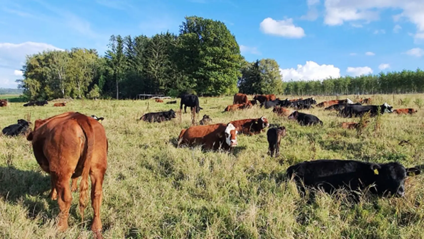 Stádo Aberdeen Angus na pastvině
